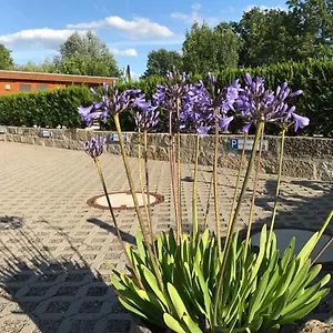 Kaitzbach-idylle Apartment